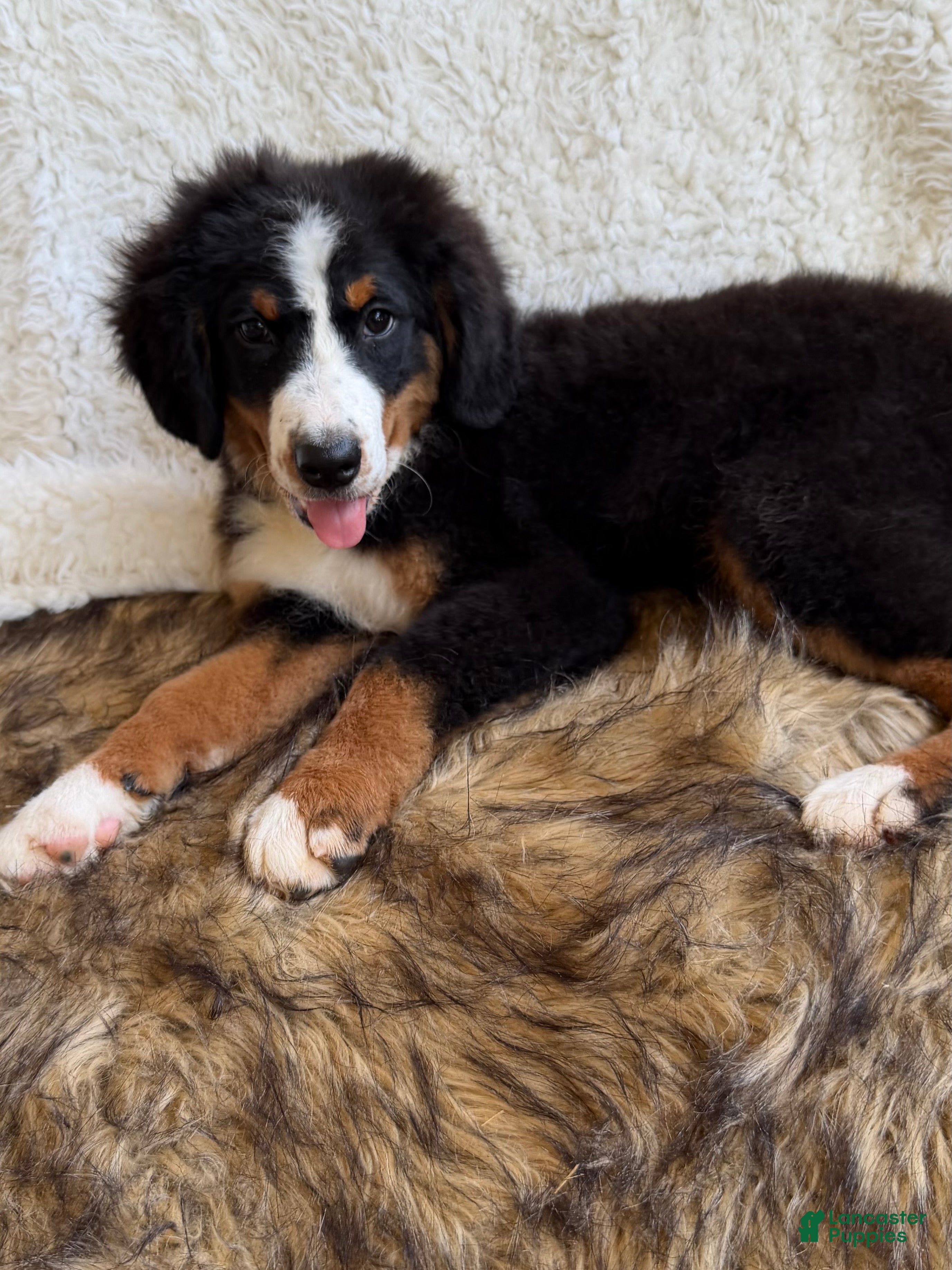 Bernedoodle dogs Cooper ❤️ - Ad 1