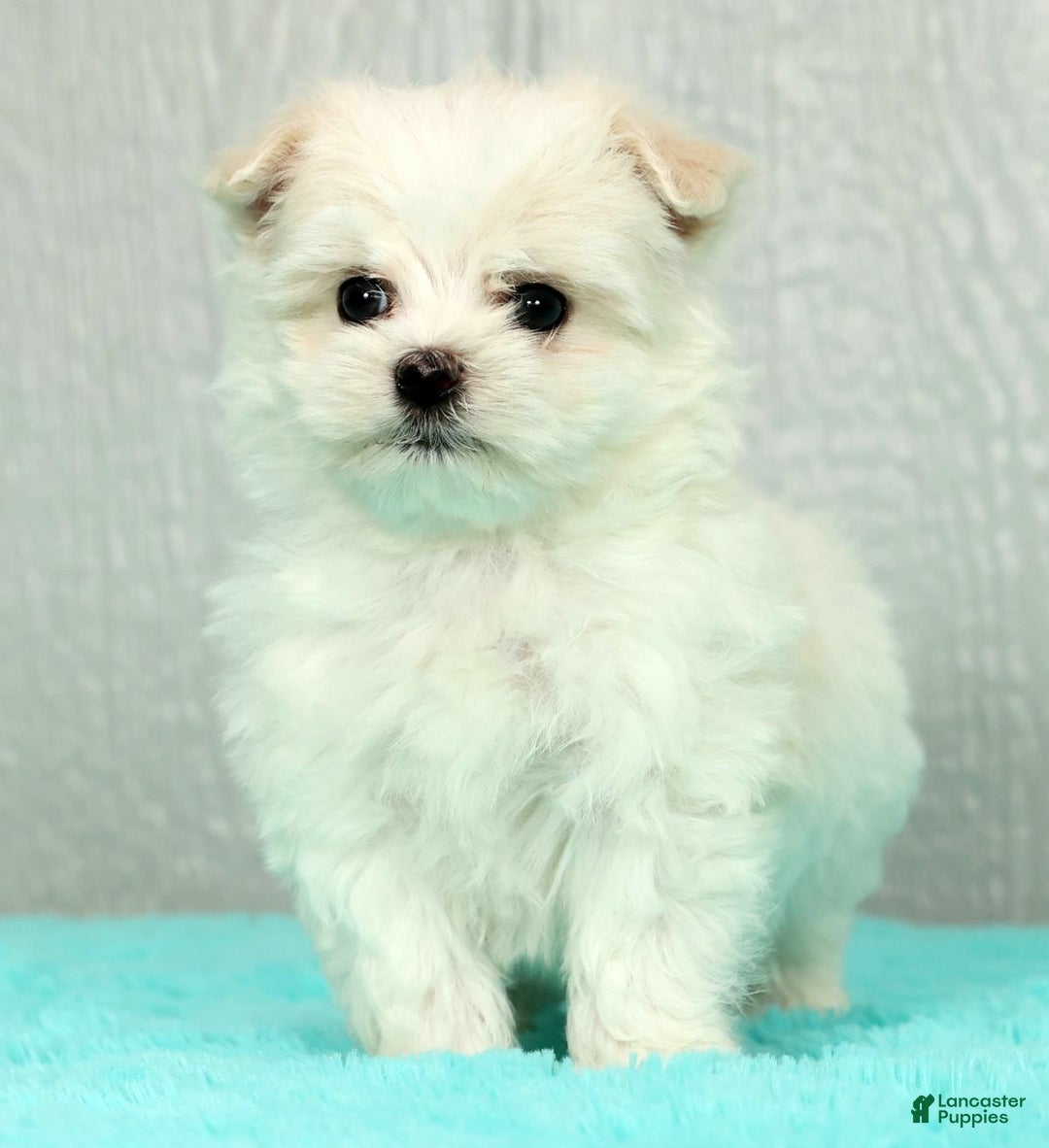 Maltese dogs for sale: Benji - Ad 3