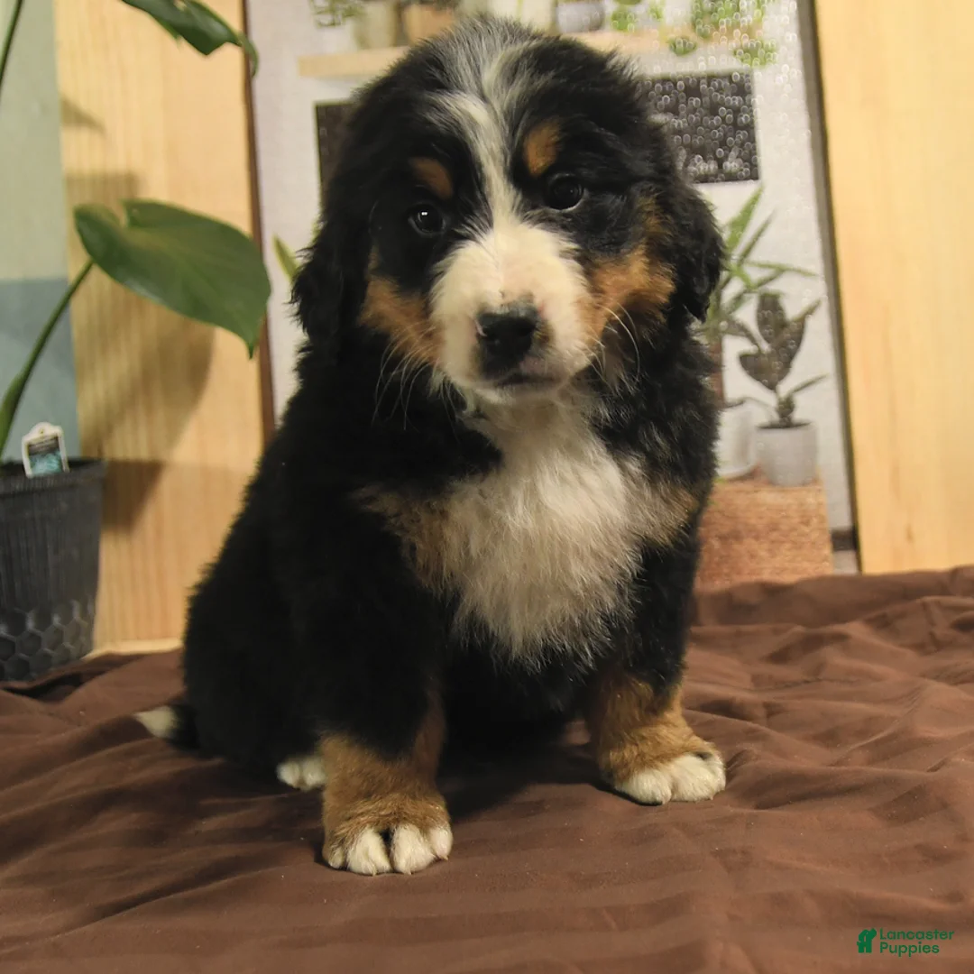 Bernedoodle dogs for sale: Ringo - Ad 5