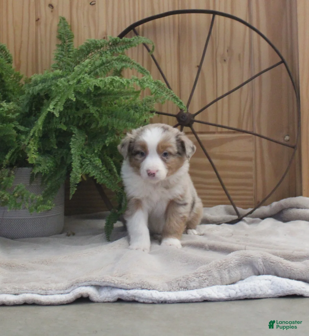 Australian Shepherd dogs for sale: Brady - Ad 1