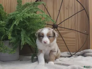 Australian Shepherd dogs Brady - Ad 25