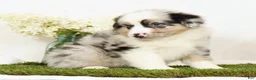 Miniature Australian Shepherd dogs for sale: Laine - Ad 5