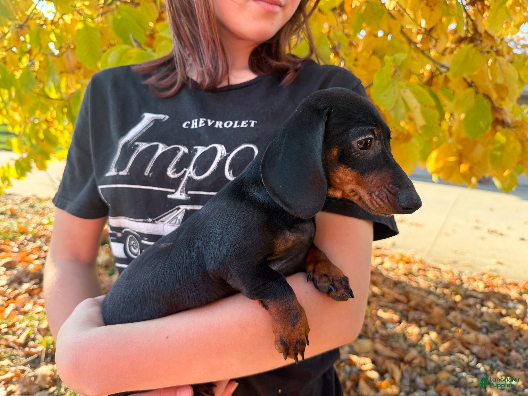 Miniature Dachshund dogs for sale: Gus - Ad 2