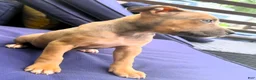 American Bully dogs for sale: "AAHLIYA" LILATRI COLOR - Ad 3