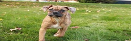 Boxer dogs for sale: Hallie - Ad 5