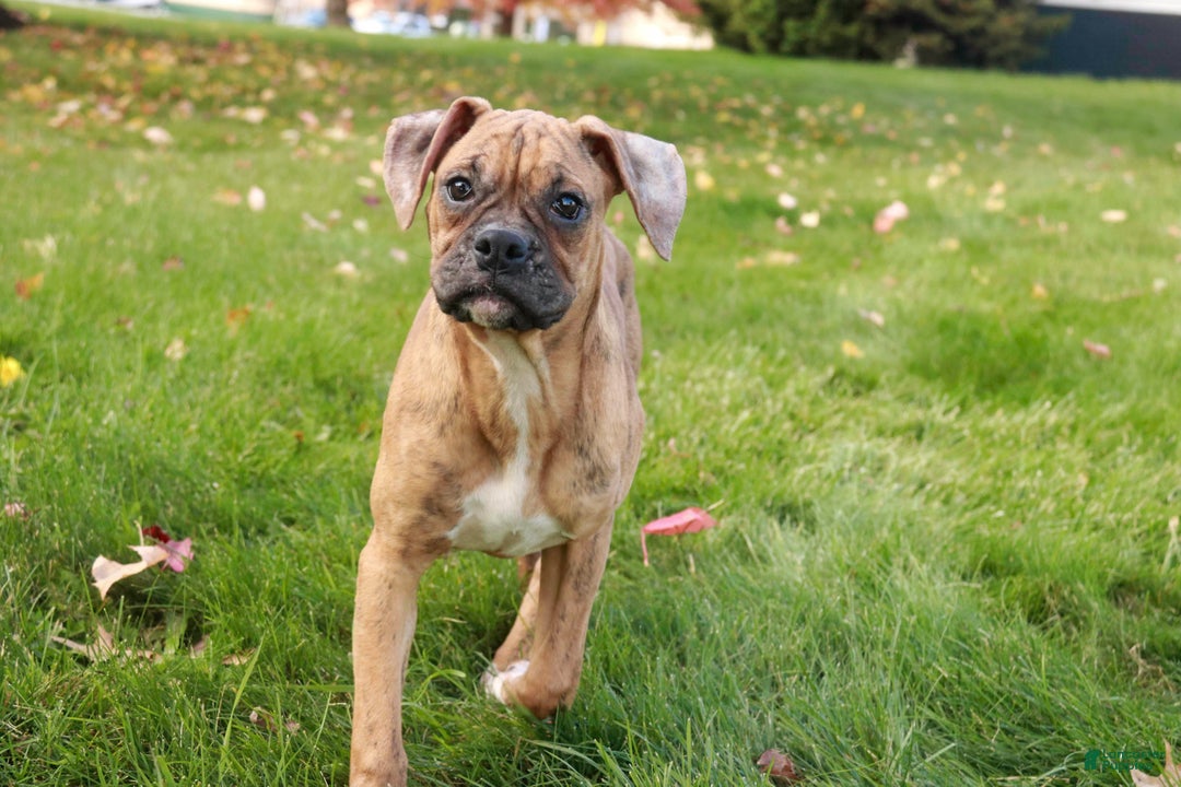 Boxer dogs for sale: Hallie - Ad 5