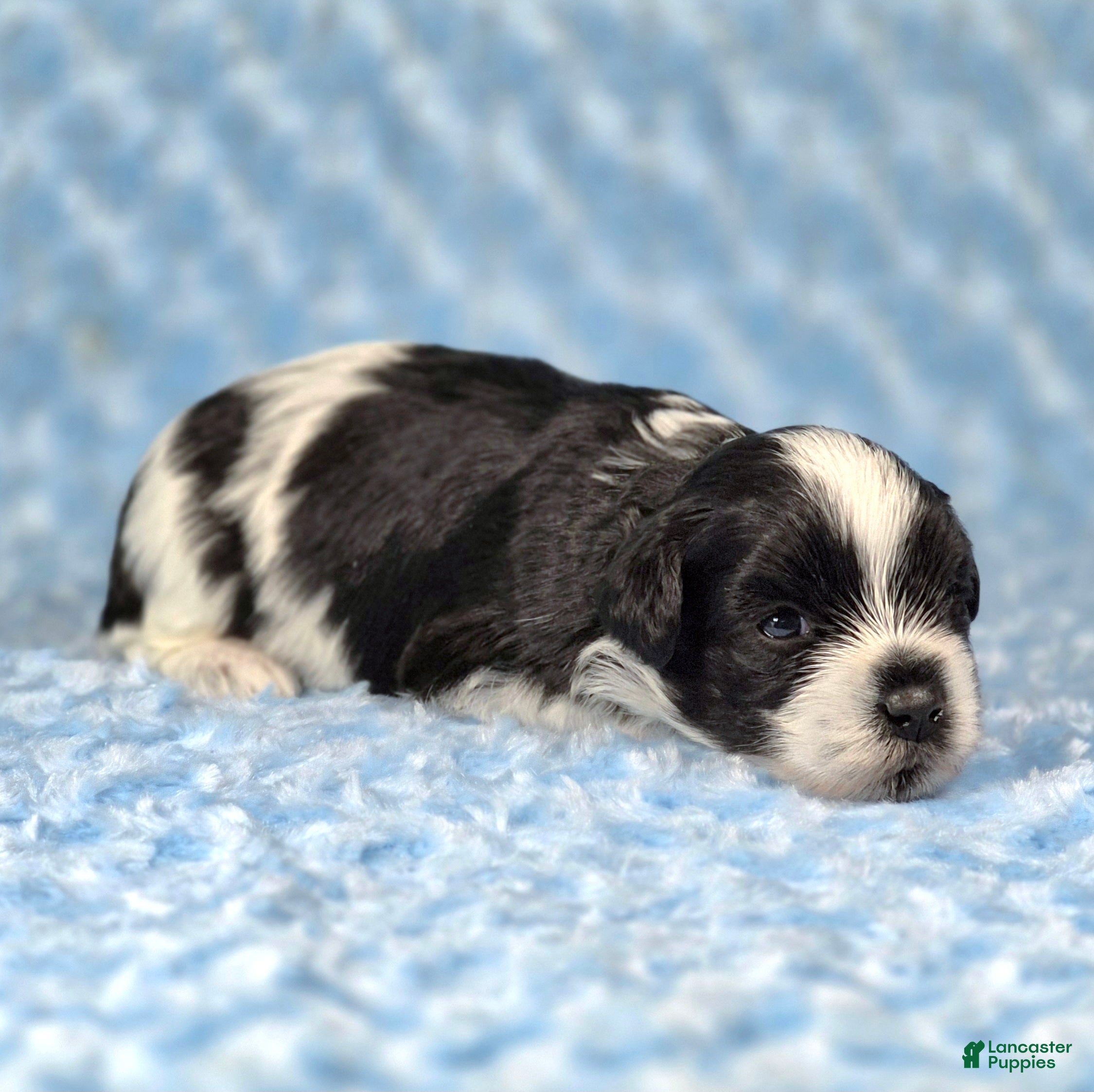 Miniature Schnauzer dogs Oreo - Ad 2