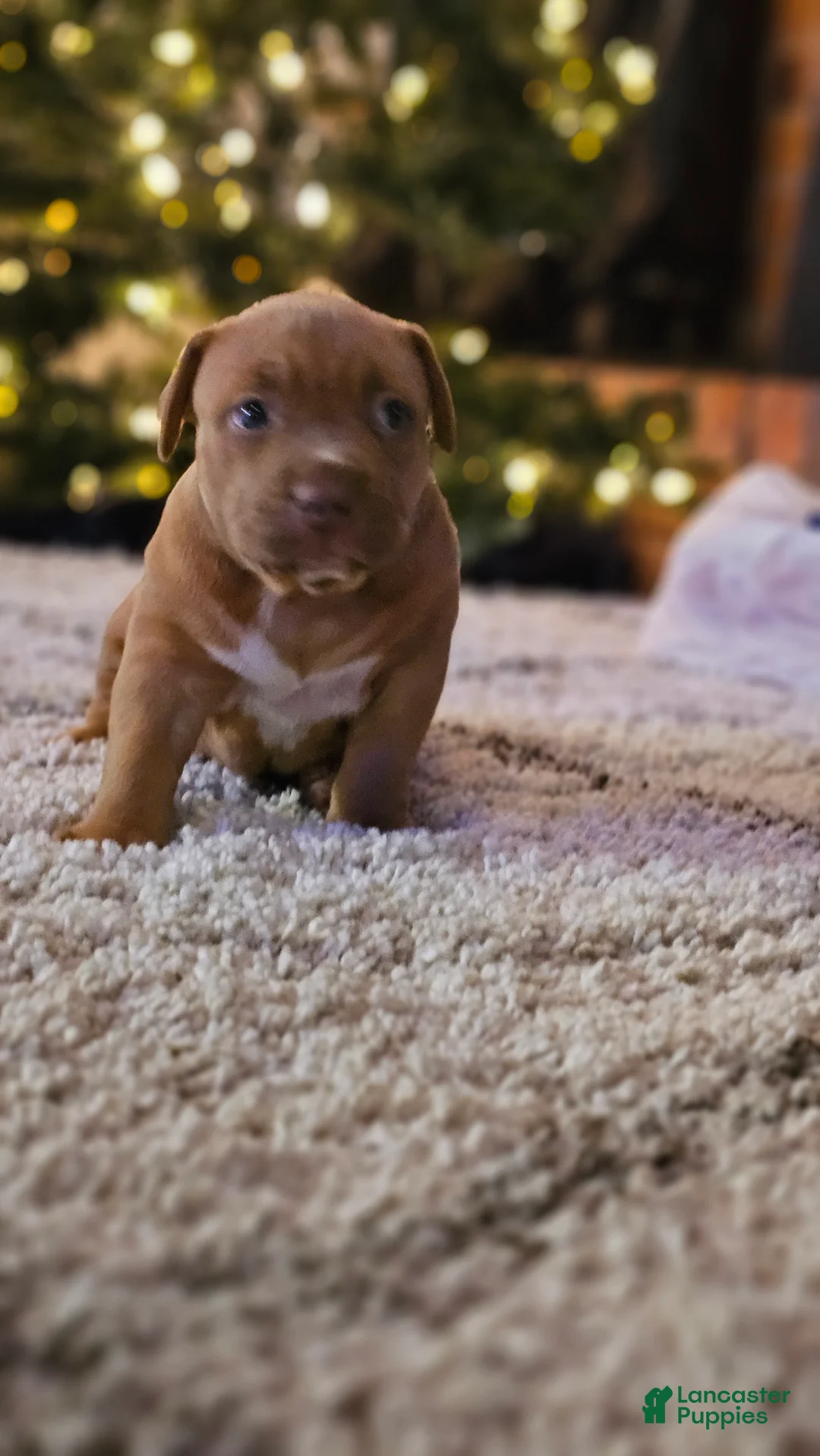 American Bully dogs for sale: American Bully Puppy 1 - Ad 9