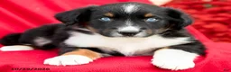 Australian Shepherd dogs for sale: Maverick - Ad 4