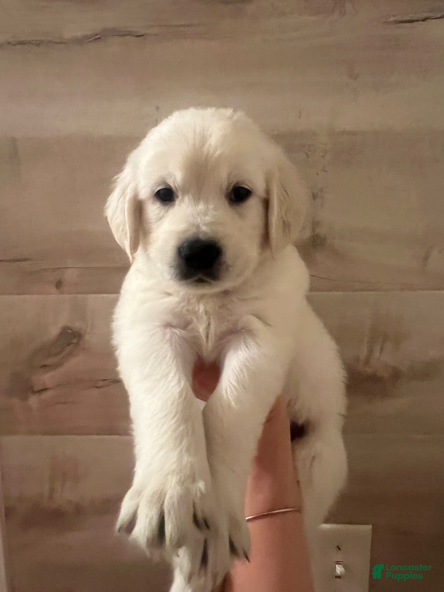 Golden Retriever dogs Golden Retriever 1 - Ad 15