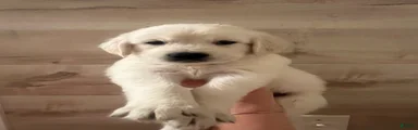Golden Retriever 1