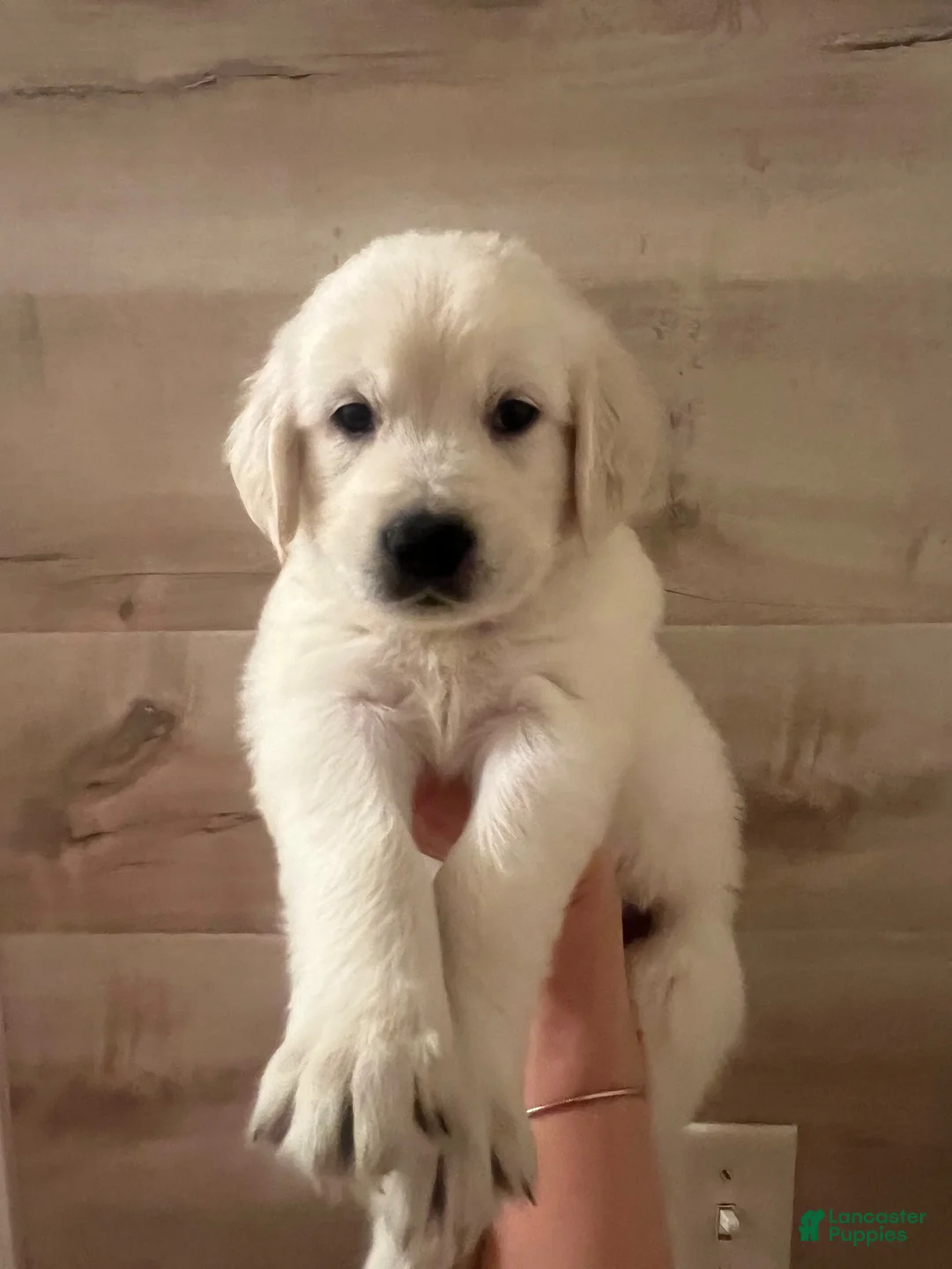 Golden Retriever dogs for sale: Golden Retriever 1 - Ad 1