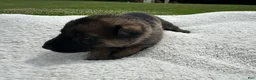 Dutch Shepherd dogs for sale: silver girl  - Ad 3