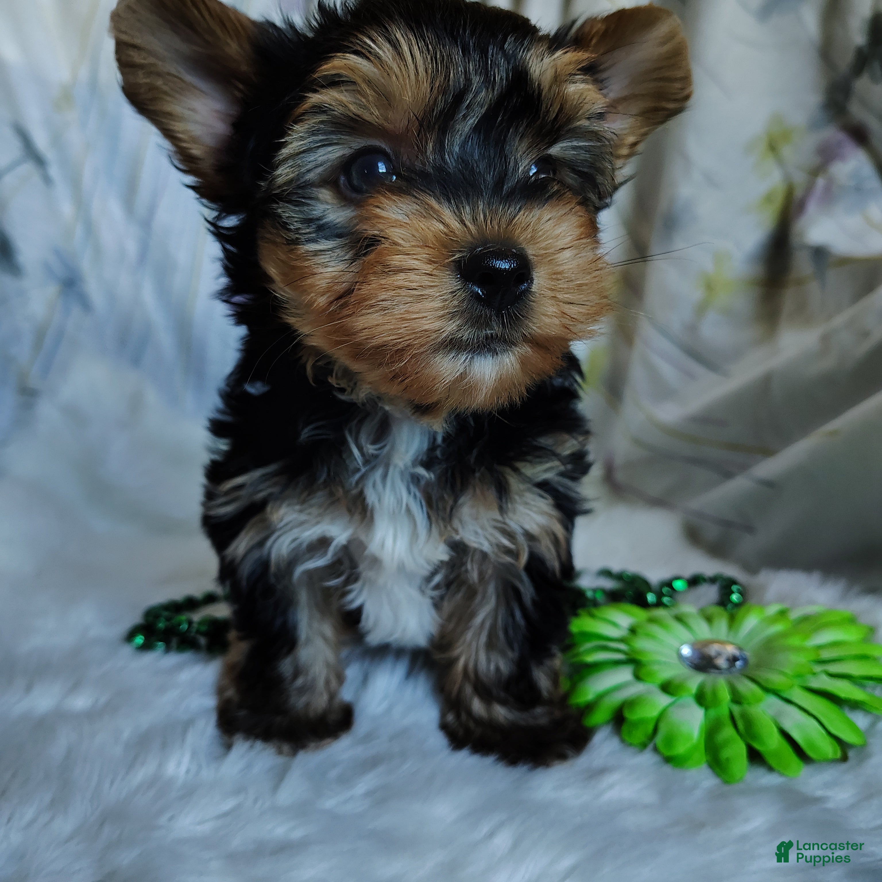 Yorkshire Terrier dogs Jet - Ad 1
