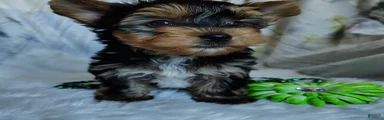 Jet