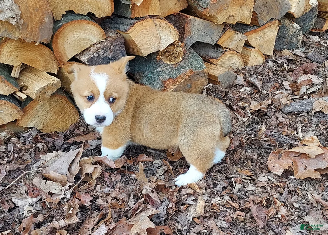 Welsh Corgi Pembroke dogs for sale: Welsh Corgi Pembroke Puppy 1 - Ad 3