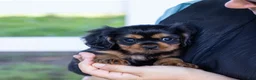 Cavalier King Charles Spaniel dogs for sale: Spanky - Ad 2