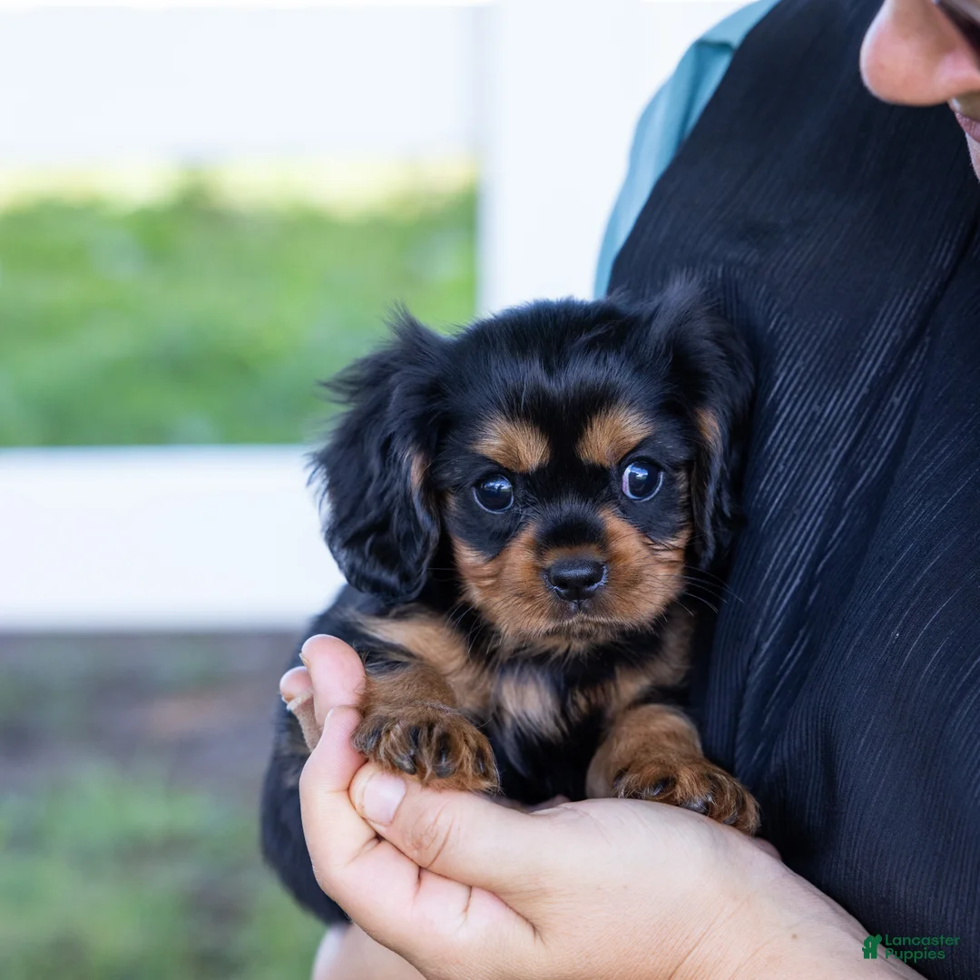 Cavalier King Charles Spaniel dogs for sale: Spanky - Ad 2