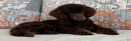 Miniature Poodle dogs for sale: Phineas - Ad 11