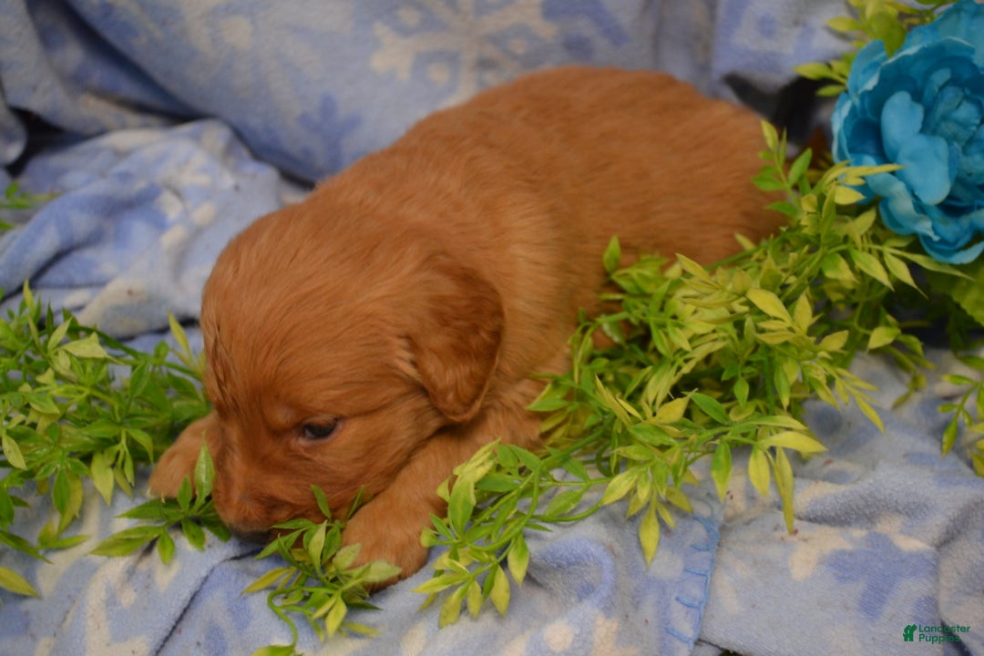 Golden Retriever dogs for sale: Abby - Ad 4