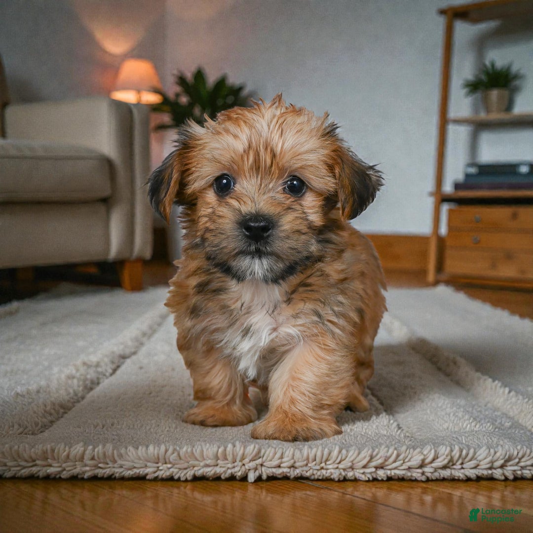 Morkie dogs for sale: CODY - Ad 5
