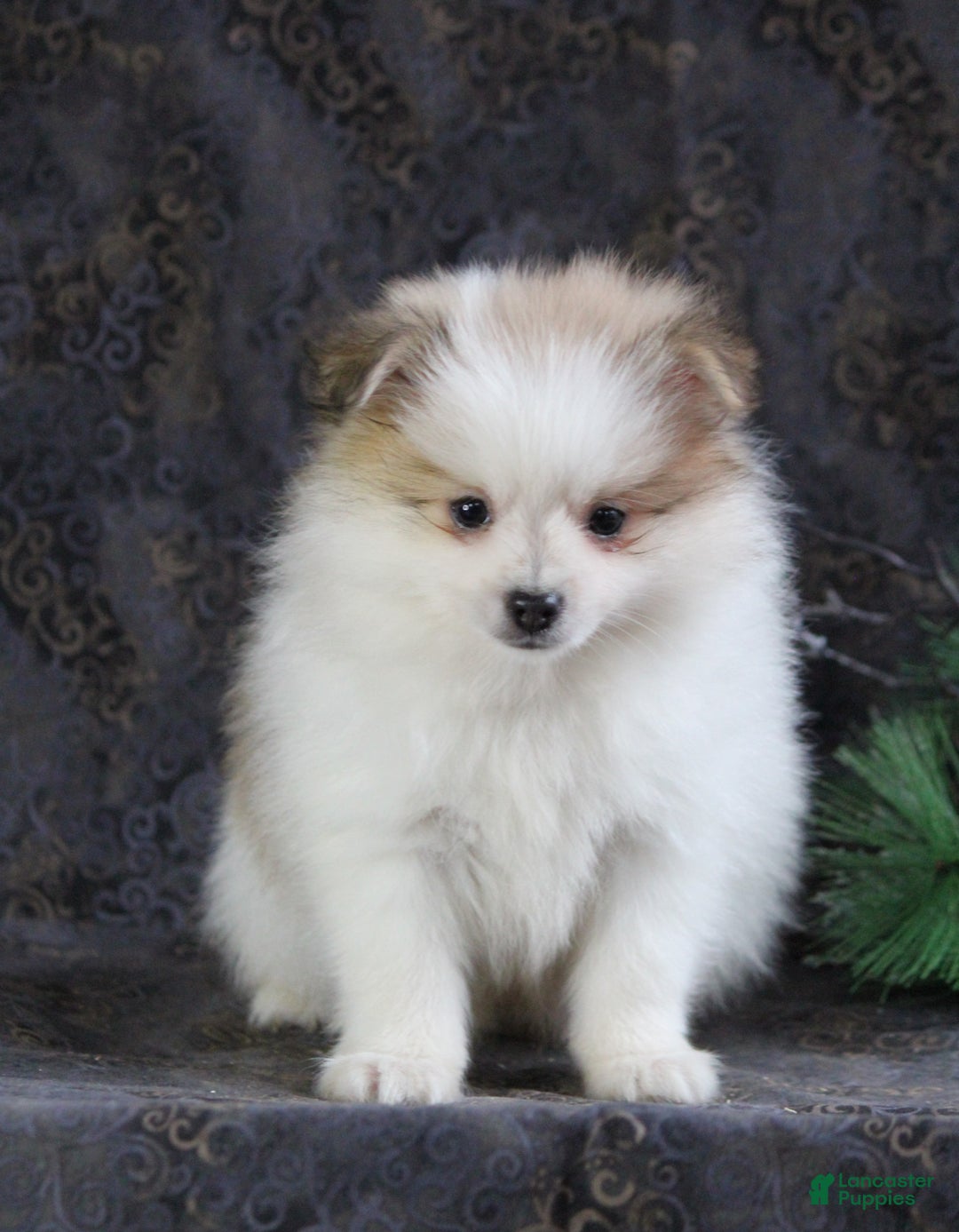 Pomeranian dogs for sale: Pete - Ad 5