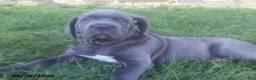 Cane Corso dogs for sale: Samson - Ad 3