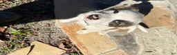 Mixed Breed dogs for sale: Mixed Breed Puppy #6 - Ad 7