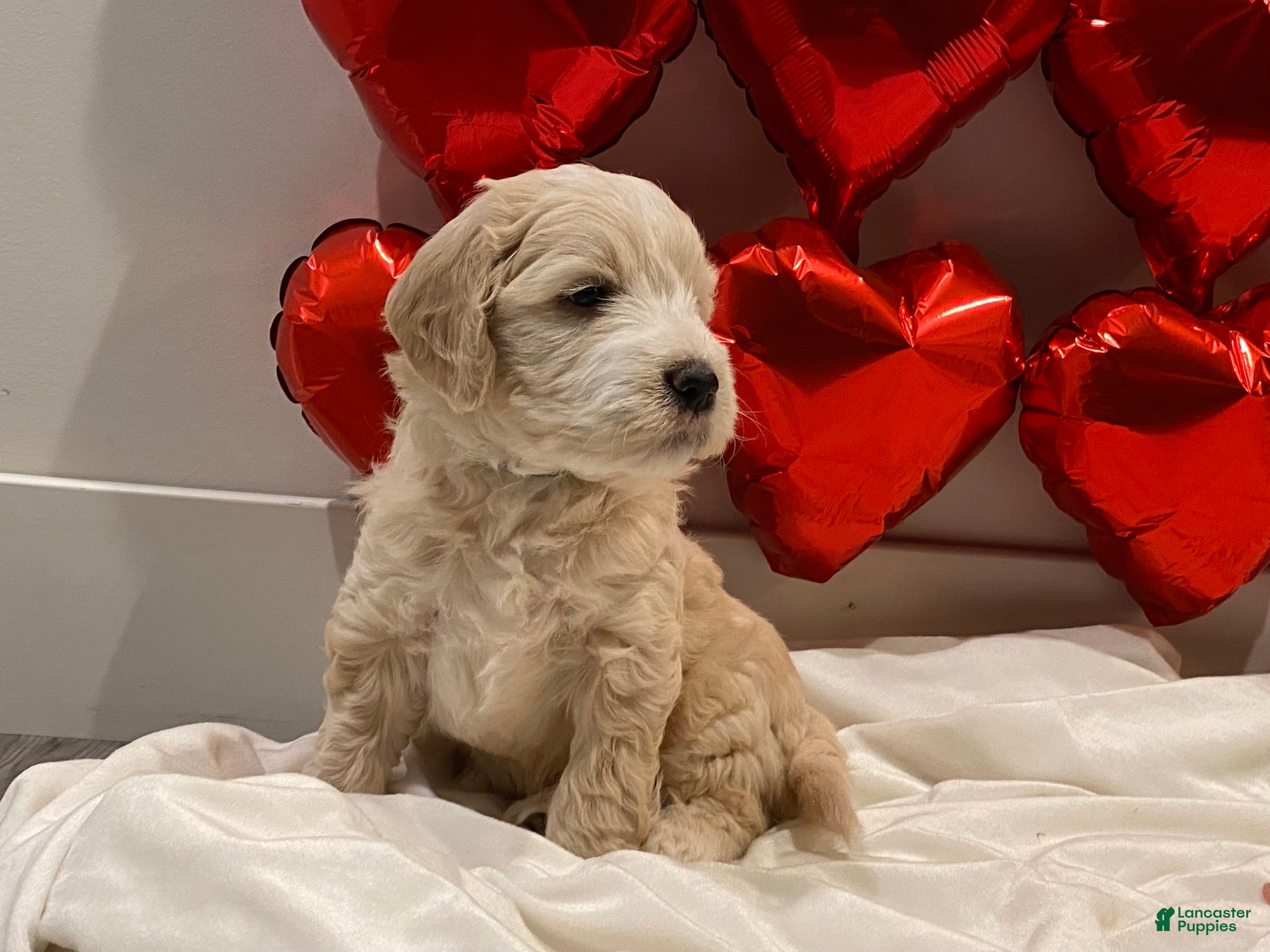 Mini Goldendoodle dogs Teddy  - Ad 1