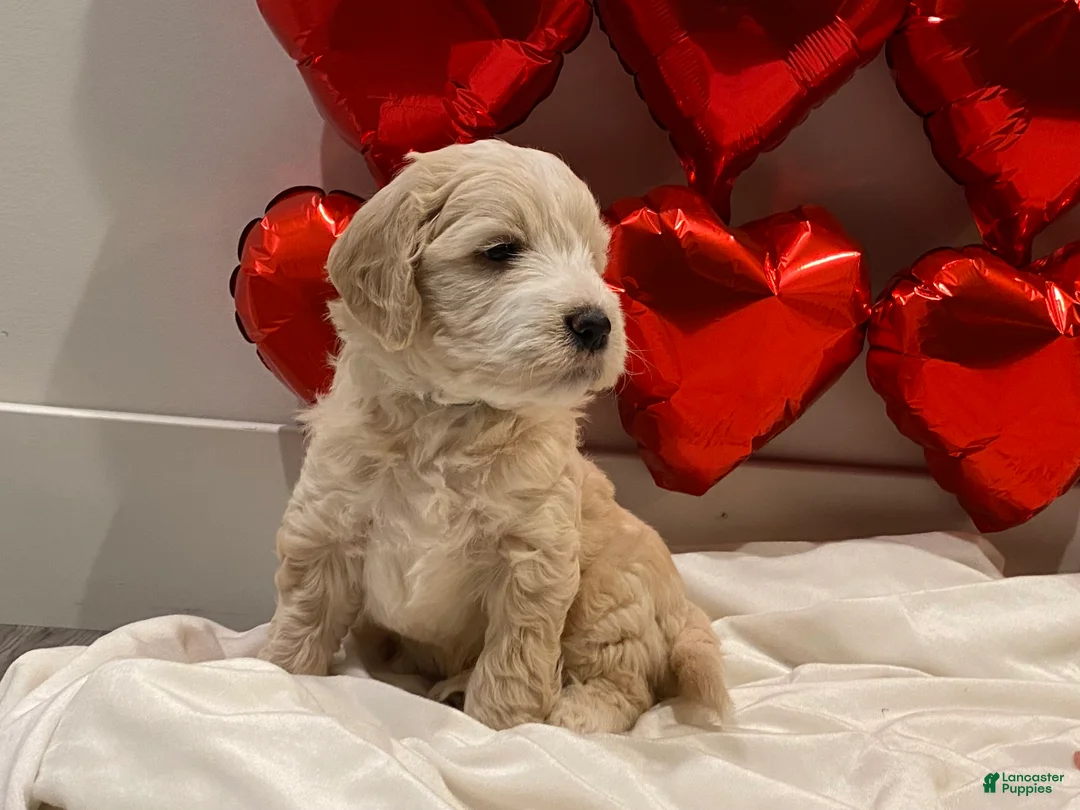 Mini Goldendoodle dogs for sale: Teddy  - Ad 1