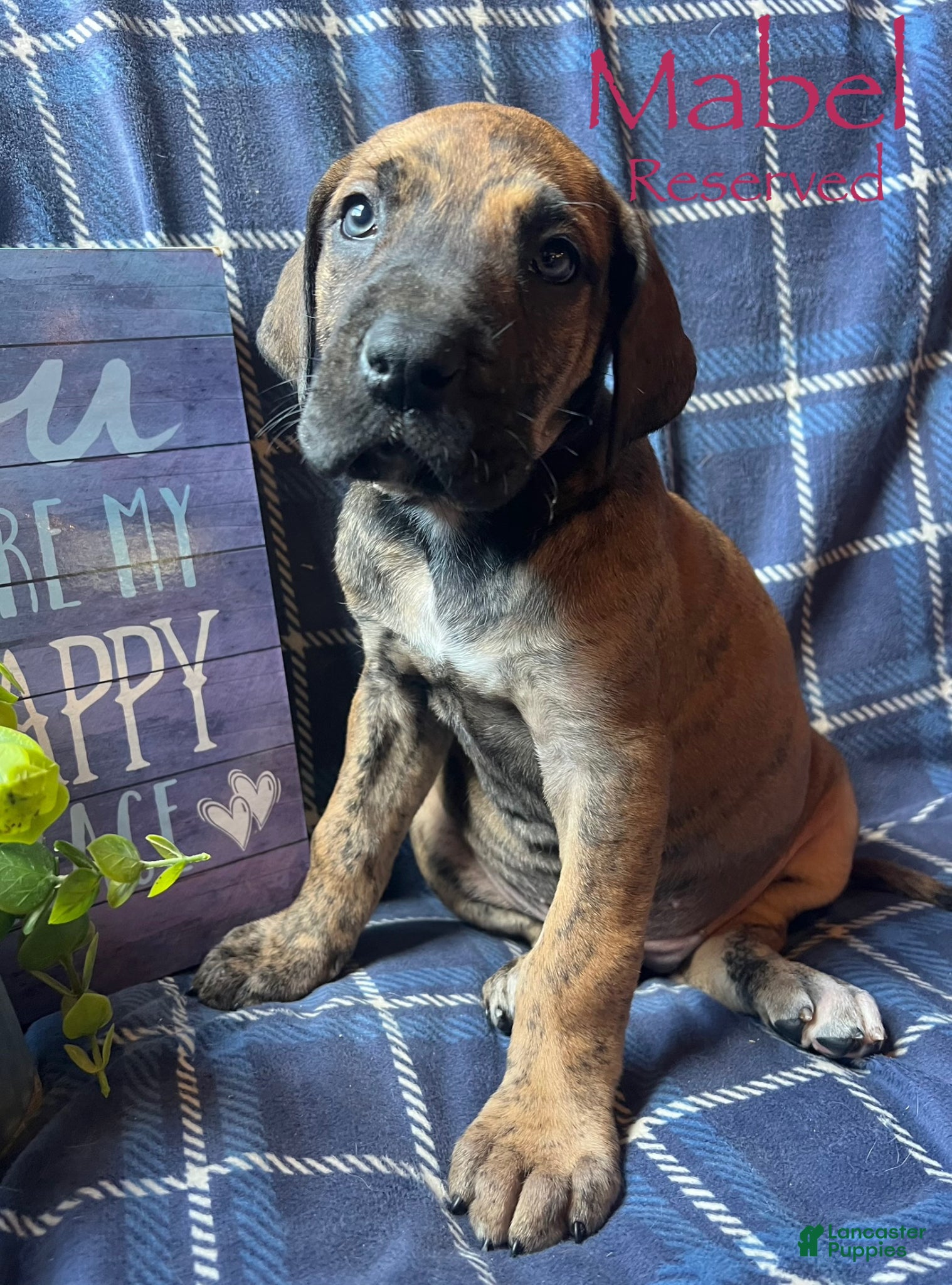Great Dane dogs Belle Starr - Ad 21