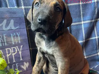 Great Dane dogs Belle Starr - Ad 21