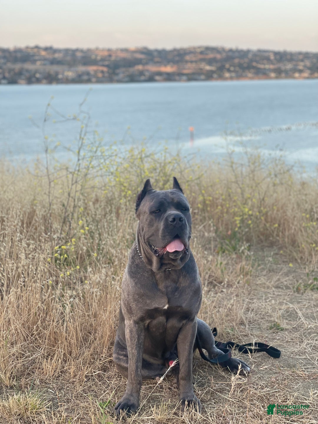 Cane Corso dogs for sale: Siren - Ad 13