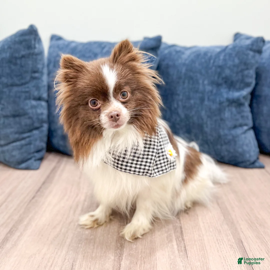 Pomeranian dogs for sale: Sparky - Ad 7