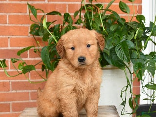 Golden Retriever dogs Galaxy - Ad 34