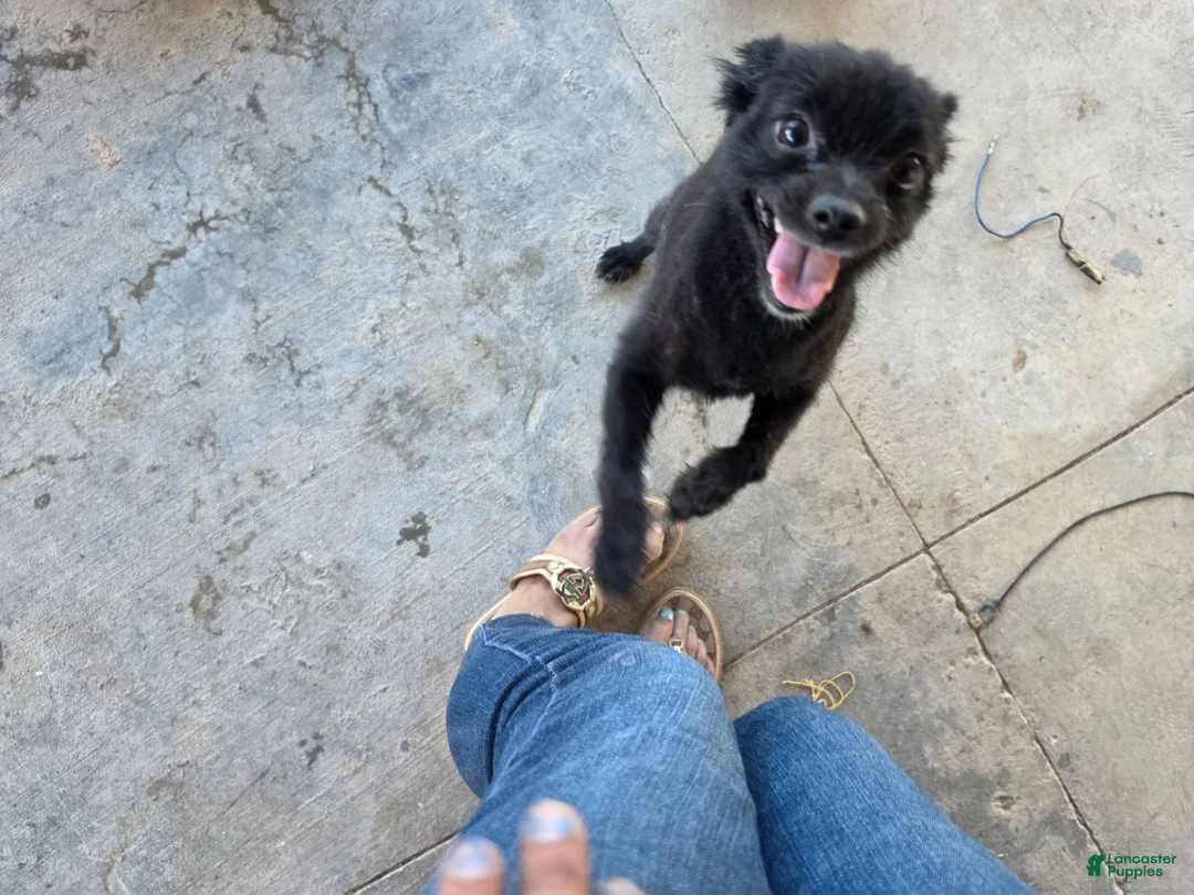 Pomeranian dogs for sale: Pomeranian 1 - Ad 2