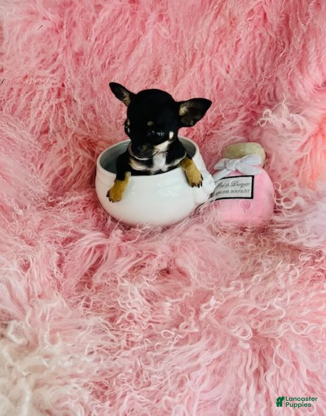 Chihuahua dogs for sale: Chihuahua 1 - Ad 1