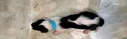 Mixed Breed dogs for sale: Marlin - Ad 7