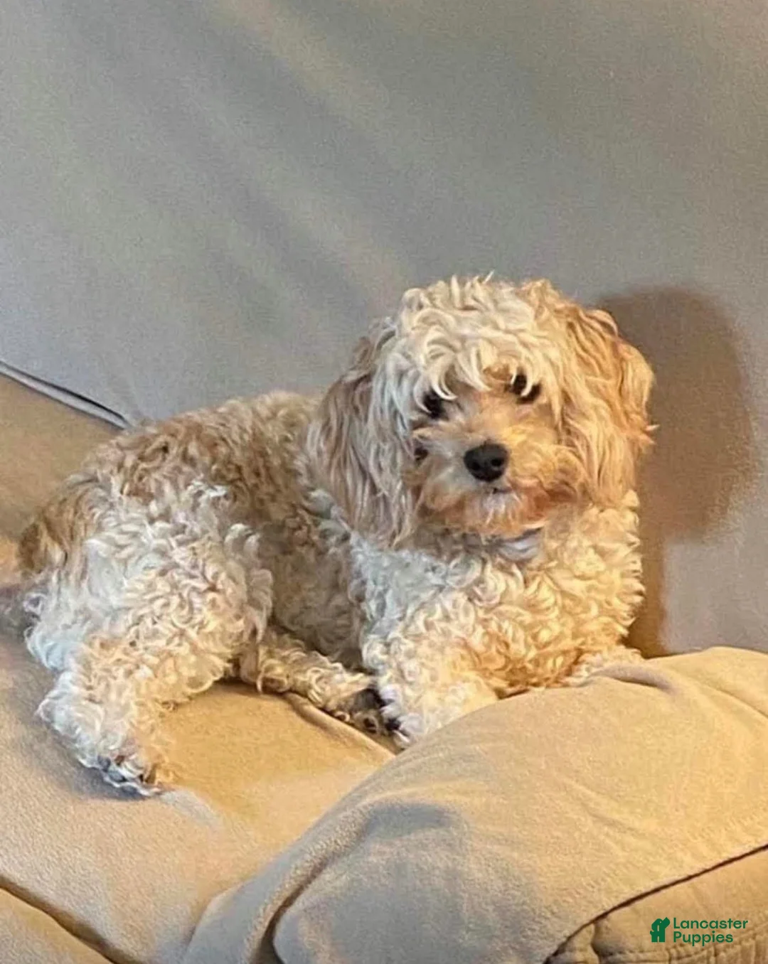 Cavapoo dogs for sale: Sunny - Ad 7