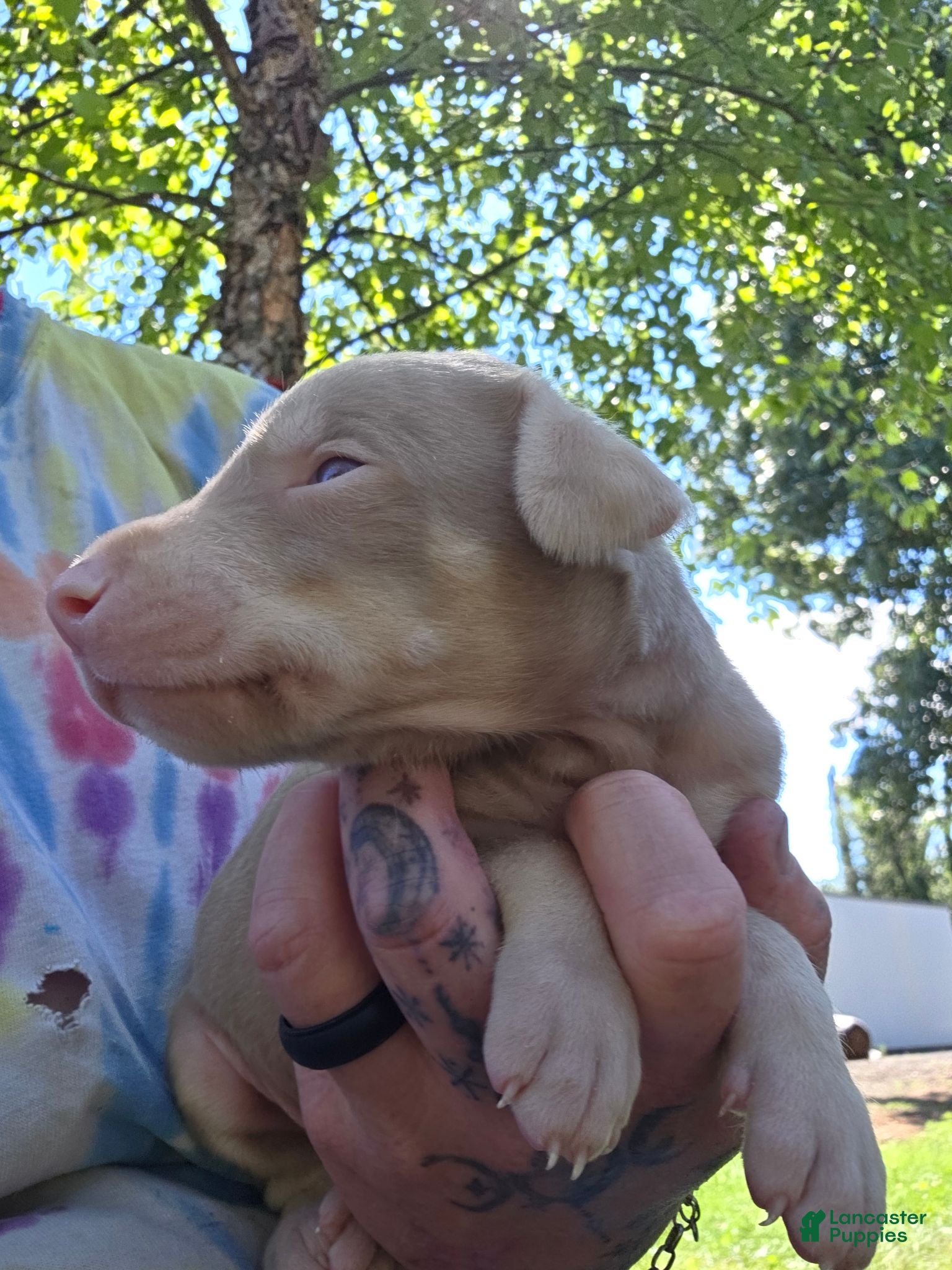 Doberman Pinscher dogs Doberman Pinscher 4 - Ad 25