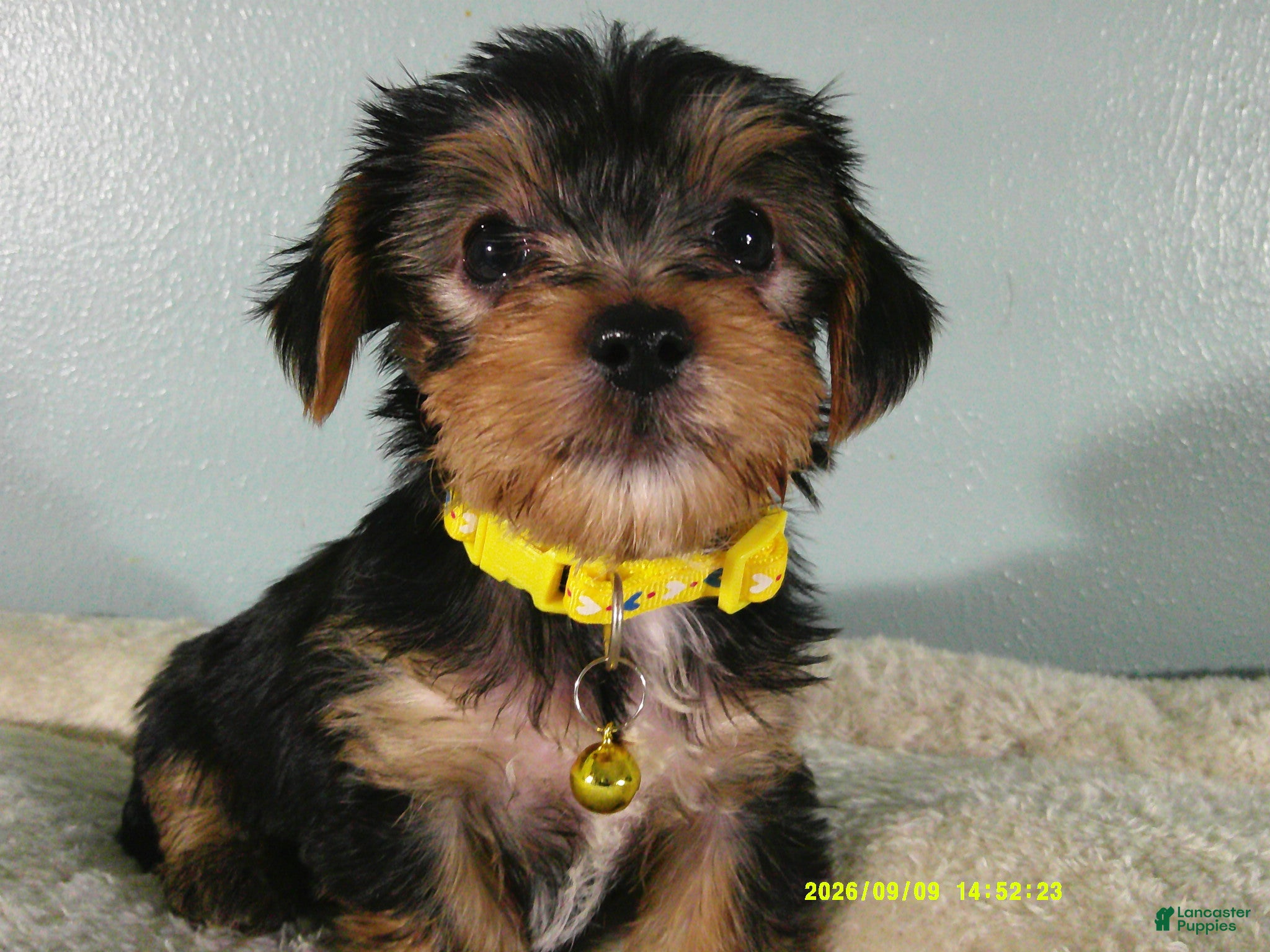 Yorkshire Terrier dogs Sunshine-Yellow - Ad 2