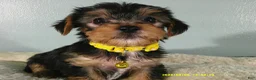 Yorkshire Terrier dogs for sale: Sunshine-Yellow - Ad 2