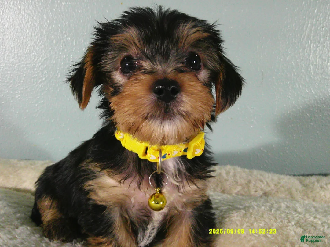 Yorkshire Terrier dogs for sale: Sunshine-Yellow - Ad 2