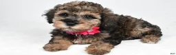 Miniature Poodle dogs for sale: Jenny - Ad 8