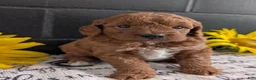 Mini Goldendoodle dogs for sale: Mini -Kandi - Ad 5
