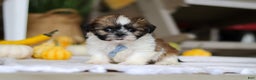 Shih Tzu dogs for sale: Winkie - Ad 4