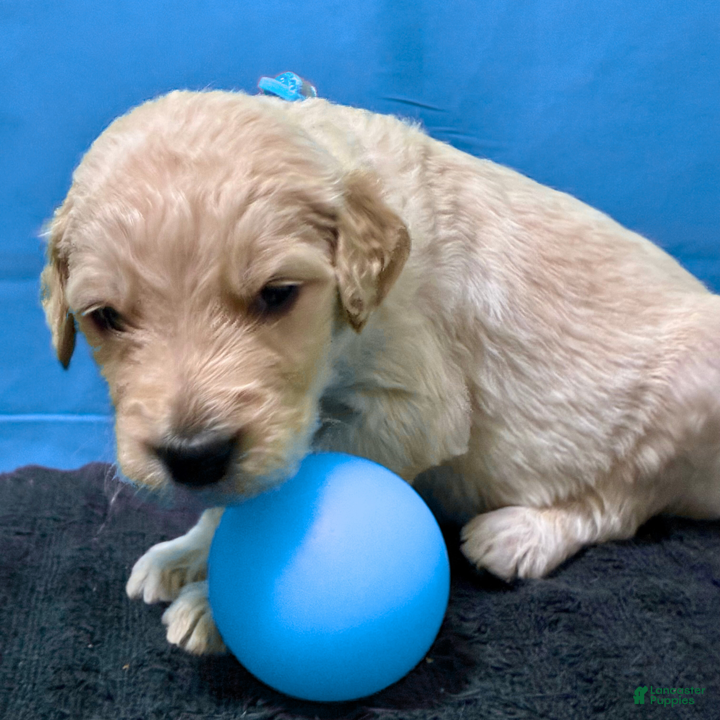 Goldendoodle dogs Qui-Gon Jin - Ad 1