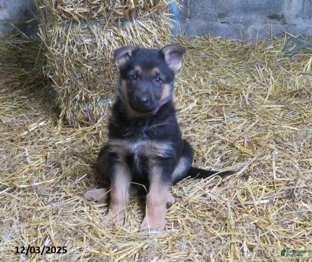 German Shepherd dogs for sale: Matt - Ad 1