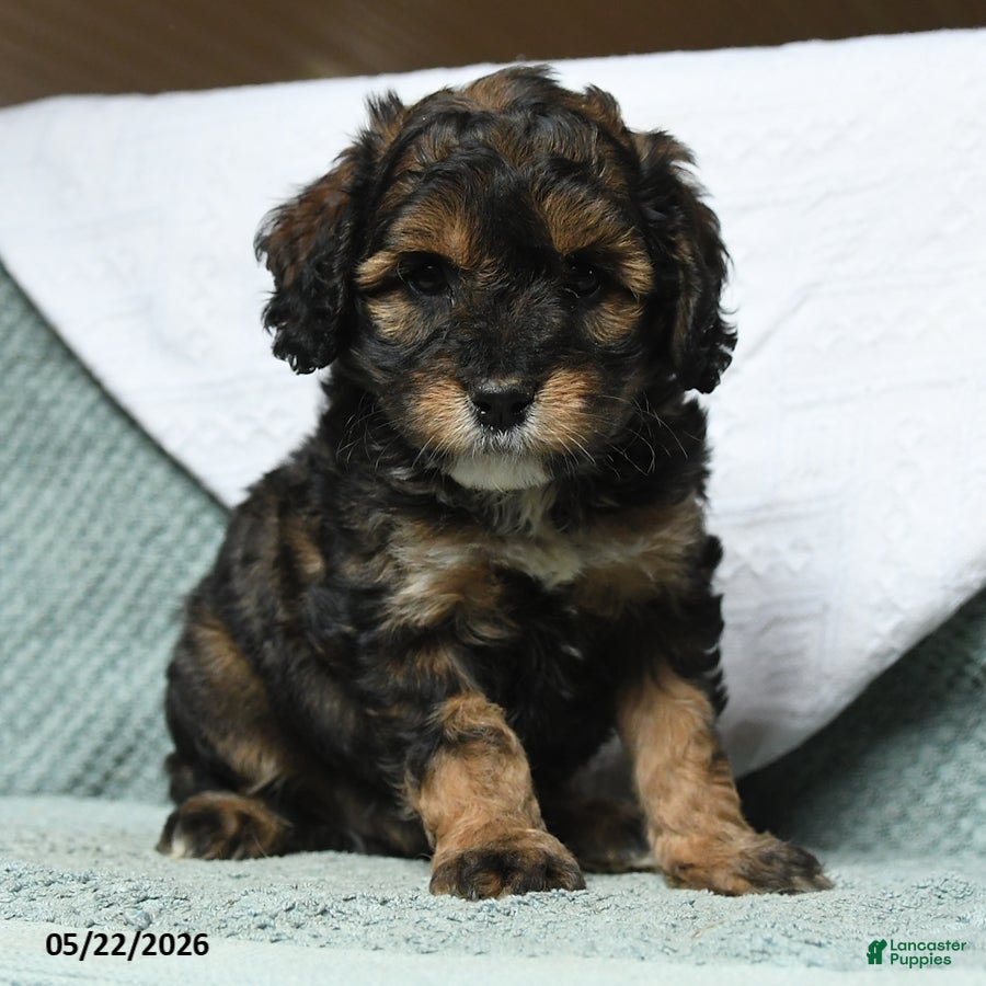 Cavapoochon dogs Waldo - Ad 1