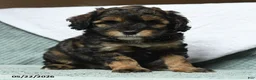 Cavapoochon dogs for sale: Waldo - Ad 1